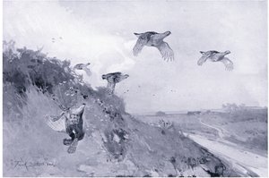 Chasse à la perdrix